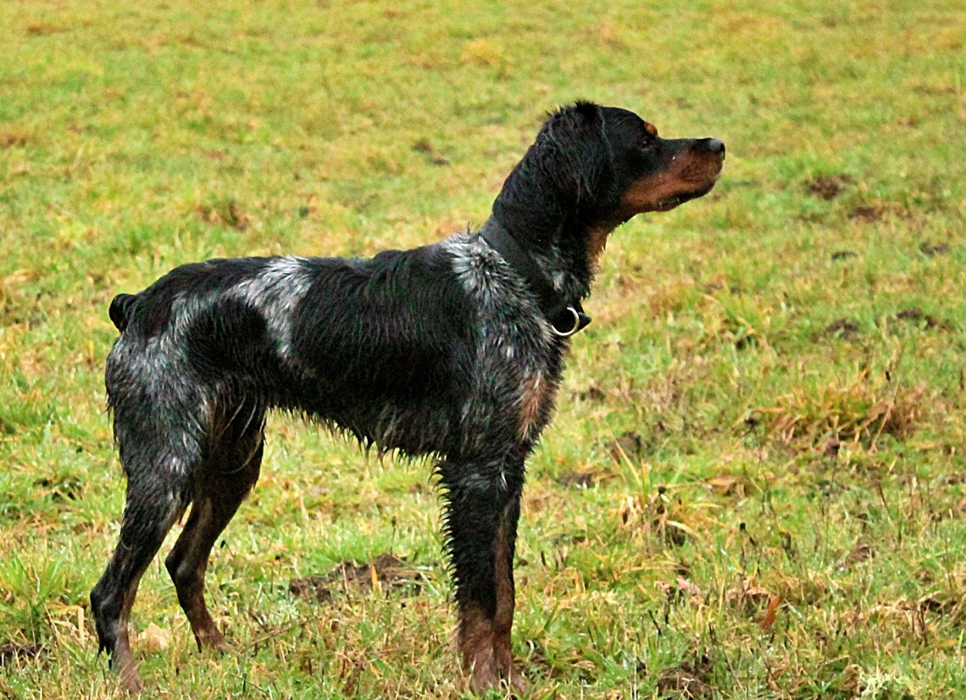 Attou Du Domaine De Campouriez