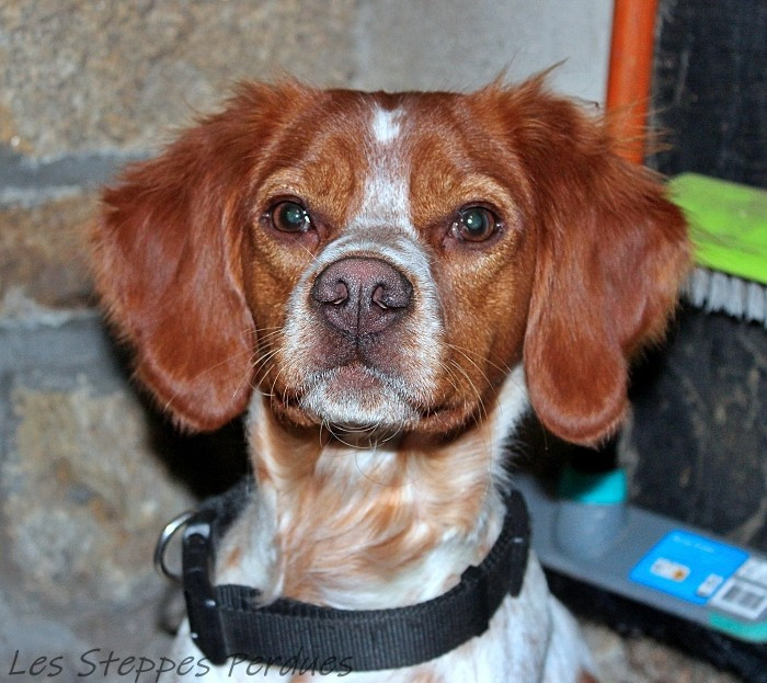 Atka des Etangs de Dame Blanche