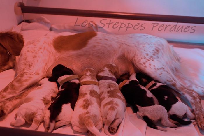 La page dédiée aux chiots