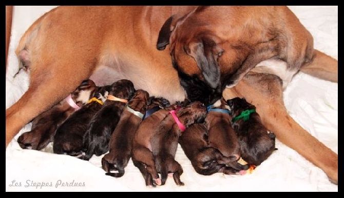 Des Steppes Perdues - Naissance de 9 mini Steppois ...., 2015-06-02