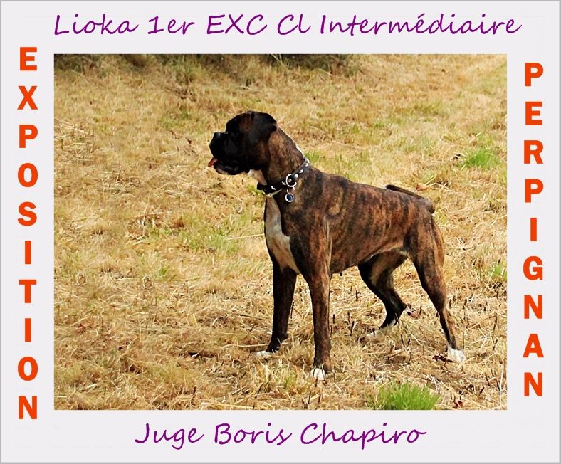 Des Steppes Perdues - Perpignan : LIOKA se classe 1er EXC !!!