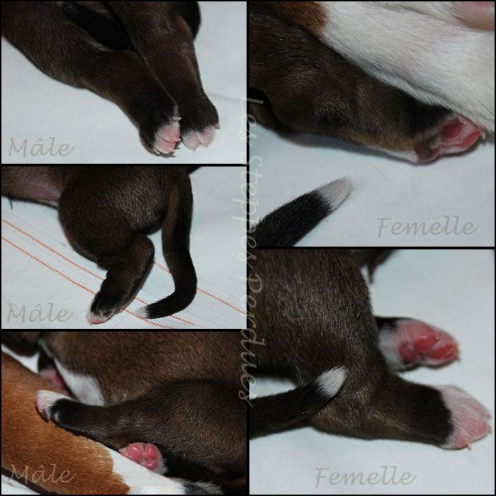 Des Steppes Perdues - Naissance de 5 'tits "Fauves"