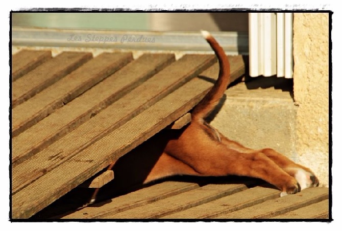 Des Steppes Perdues - Mises à jour, 2015-07-19