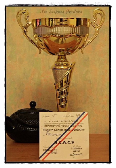 Des Steppes Perdues - Périgueux : IOWA 1er Excellent - RCACS, en Cl Ouverte !!! 2016-03-12