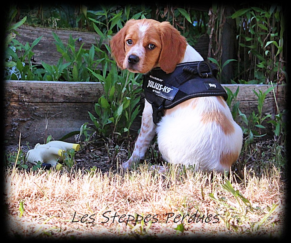 Des Steppes Perdues
