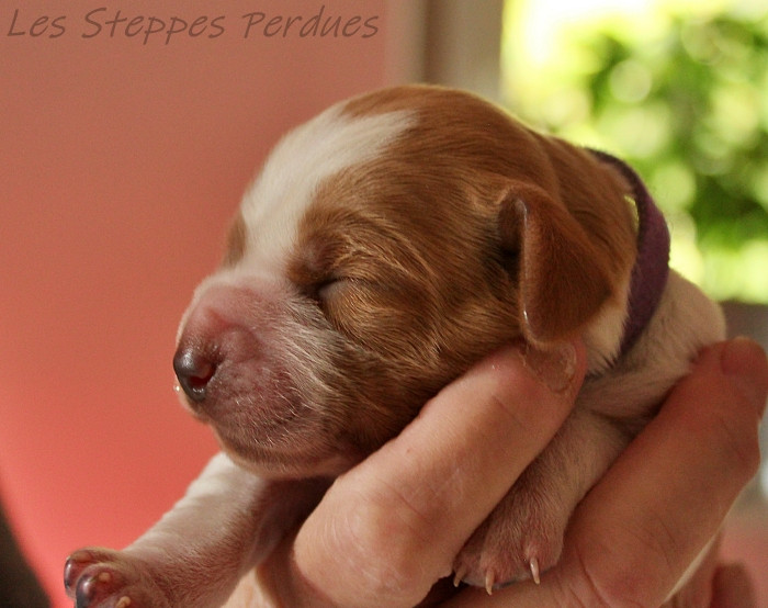 Des Steppes Perdues - Chiots disponibles - Epagneul Breton