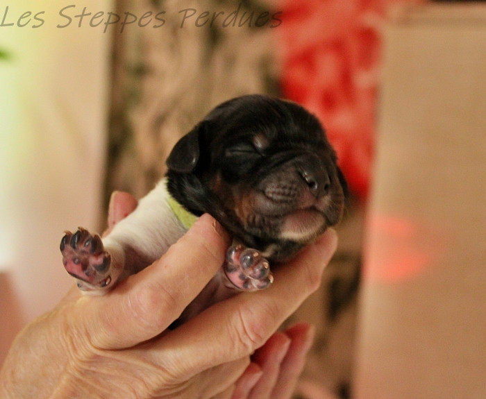 Des Steppes Perdues - Chiots disponibles - Epagneul Breton