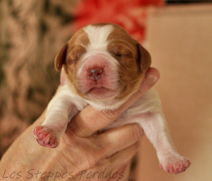 Des Steppes Perdues - Chiots disponibles - Epagneul Breton