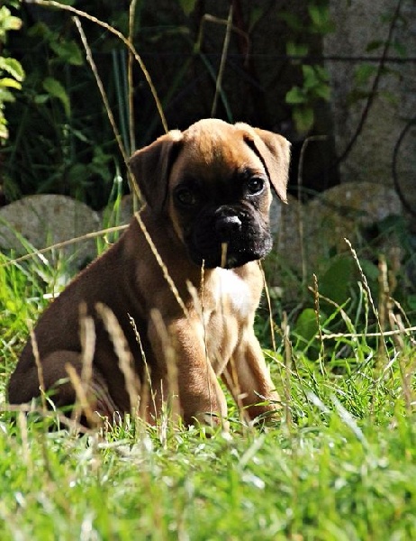 Des Steppes Perdues - Boxer - Portée née le 14/08/2016