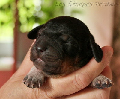 BENTLEY